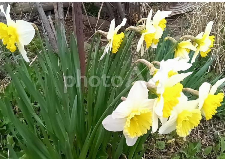春の華に目を覚ます美しい姿 ユリオプスデージー,デージー,フランスの写真素材