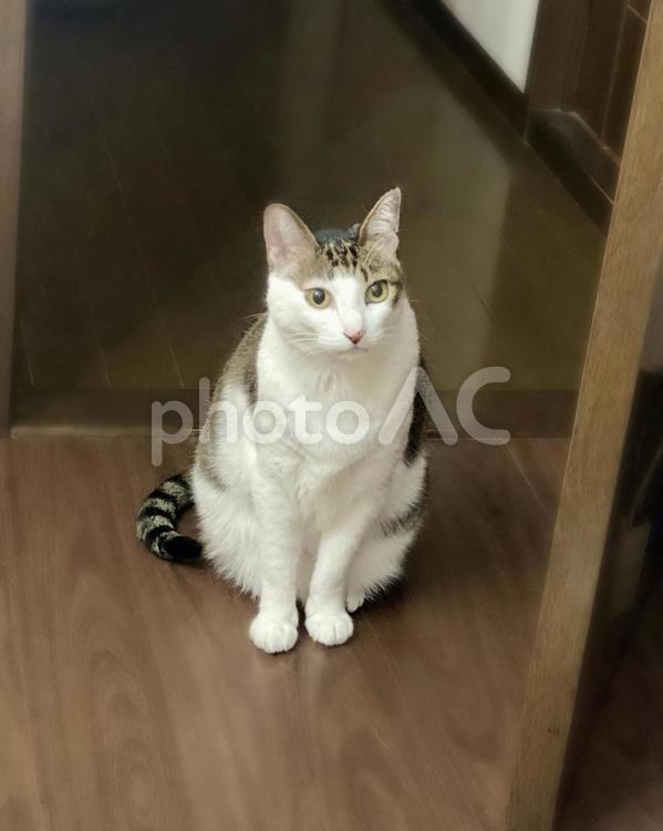 ドアの前でお座りするキジ白猫様 猫,キジシロ,お座りの写真素材