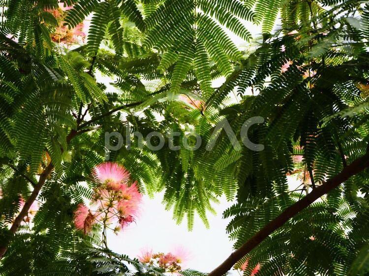 ネムノキらしき植物の背景 ネムノキ,ネム,ネブの写真素材