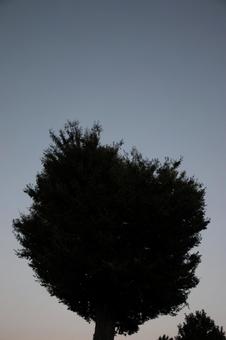 大きな木の下 大きな木の下の写真