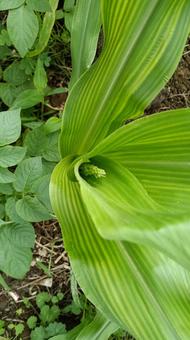 トウモロコシの雄花が顔を出しました トウモロコシの雄花が顔を出しましたの写真