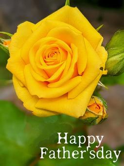 父の日・黄色のバラ② 黄色,バラ,父の日の写真素材