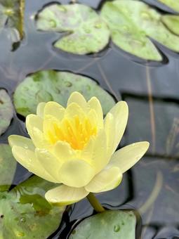 睡蓮 睡蓮 植物,ビオトープ,花の写真素材