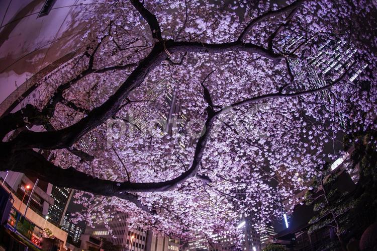 新宿の高層ビル群とライトアップされた桜 桜,夜桜,新宿の写真素材