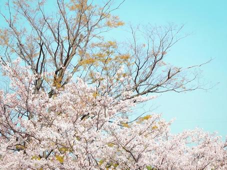 満開の桜と青空 満開の桜と青空 桜,満開,春の写真素材