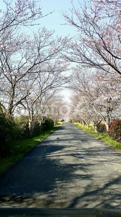 桜並木 桜並木,桜,木の写真素材