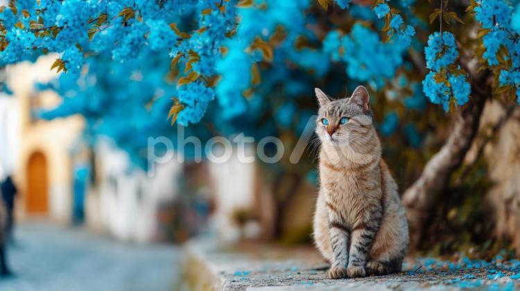 青い花と町中の猫 猫,動物,生物の写真素材
