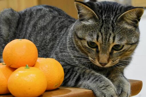 猫とみかん 猫,キジトラ,みかんの写真素材