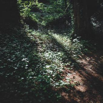 木漏れ日が作る自然のハートシェイプ 木漏れ日が作る自然のハートシェイプの写真