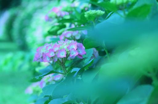 紫陽花 紫陽花の写真