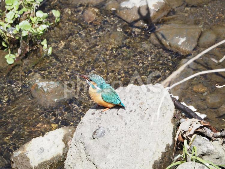 空を見上げるカワセミ カワセミ,川,小川の写真素材