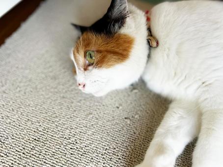 床に寝転ぶ三毛猫 床に寝転ぶ三毛猫 三毛猫,calico,catの写真素材