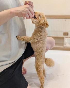 飼い主からオヤツをもらうトイプードル 犬,人物,飼い主の写真素材