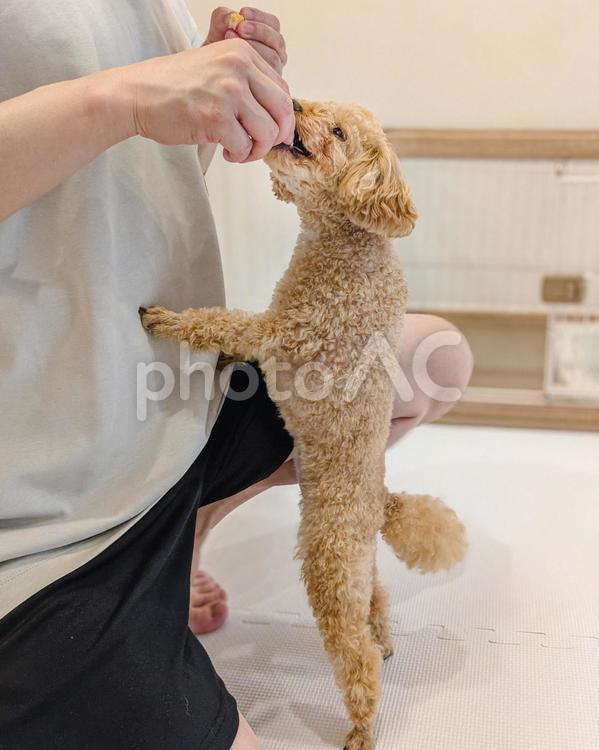 飼い主からオヤツをもらうトイプードル 犬,人物,飼い主の写真素材