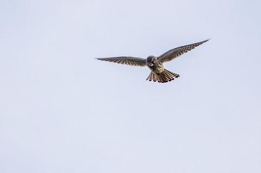 チョウゲンボウ(71)の写真