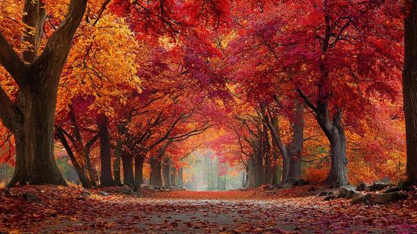 落ち葉に覆われた美しい秋の道の写真