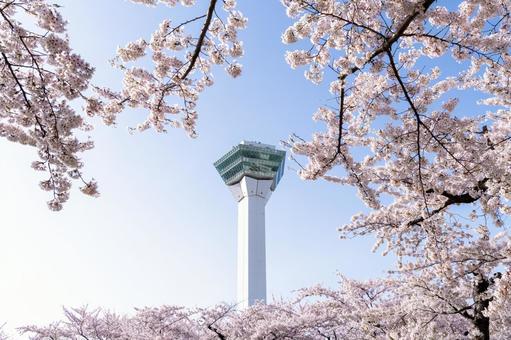 満開の桜と五稜郭タワー 満開の桜と五稜郭タワーの写真