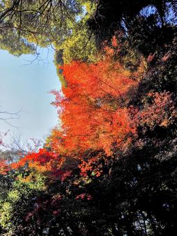 秋の天覧山・深紅の紅葉(埼玉県・飯能市) 秋の天覧山・深紅の紅葉(埼玉県・飯能市) 秋,天覧山,紅葉の写真素材