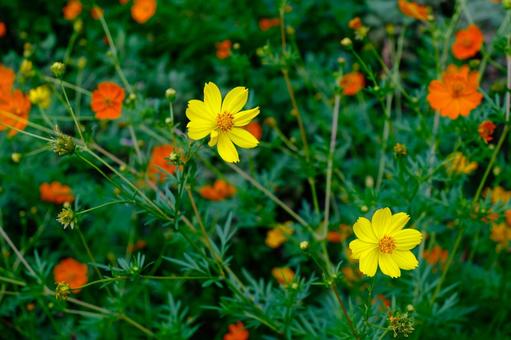 キバナコスモス コスモス,花,黄色の写真素材