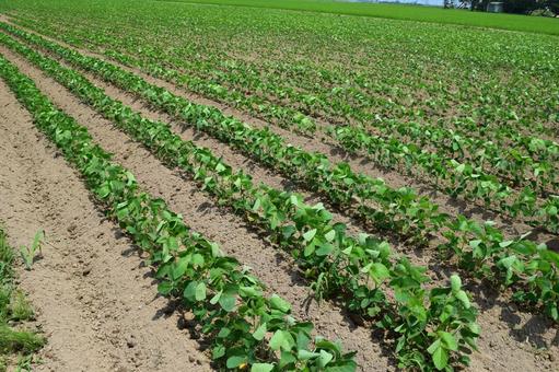 Soybean field, JPG Soybean field, JPG