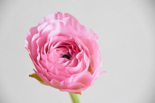 ピンクのラナンキュラス ピンクのラナンキュラスの写真