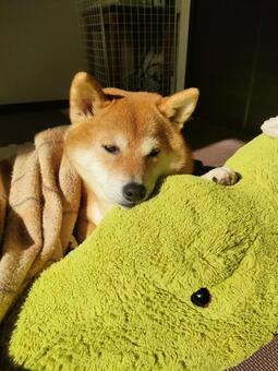 ぬいぐるみと日向ぼっこする柴犬です！ 犬,柴犬,シバの写真素材