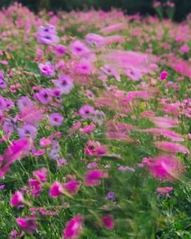 風に揺れる花 風に揺れる花の写真