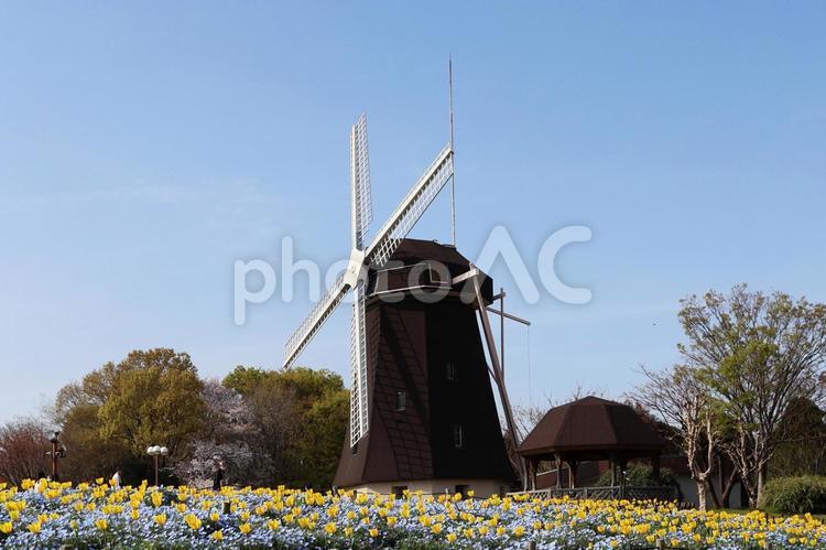 チューリップ１９（鶴見緑地　風車の丘） チューリップ,ネモフィラ,植物写真の写真素材