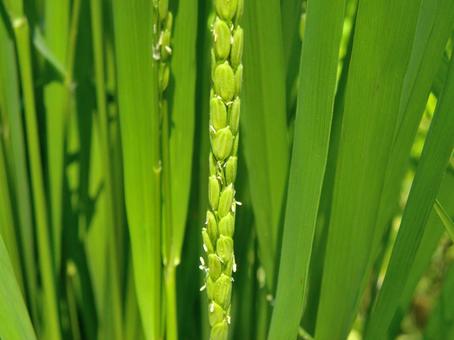 咲き始める稲の花_01 咲き始める稲の花_01 稲穂,イネ,花の写真素材