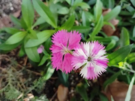ナデシコ 花,咲く,咲いたの写真素材