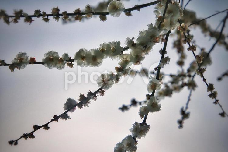 枝花(梅) 梅,梅の花,枝の写真素材
