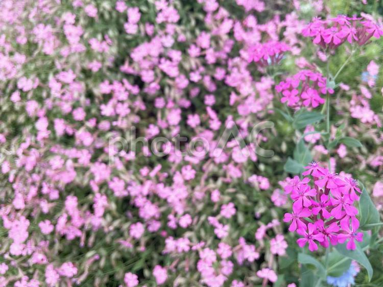 ふんわり広がるピンクのムシトリナデシコ ムシトリナデシコ,花,ピンクの写真素材