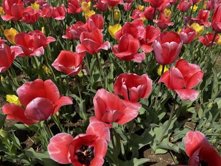 Pink tulips, JPG