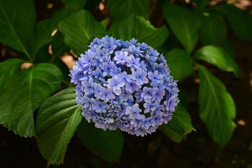 Hydrangea ball-shaped flower cluster, JPG
