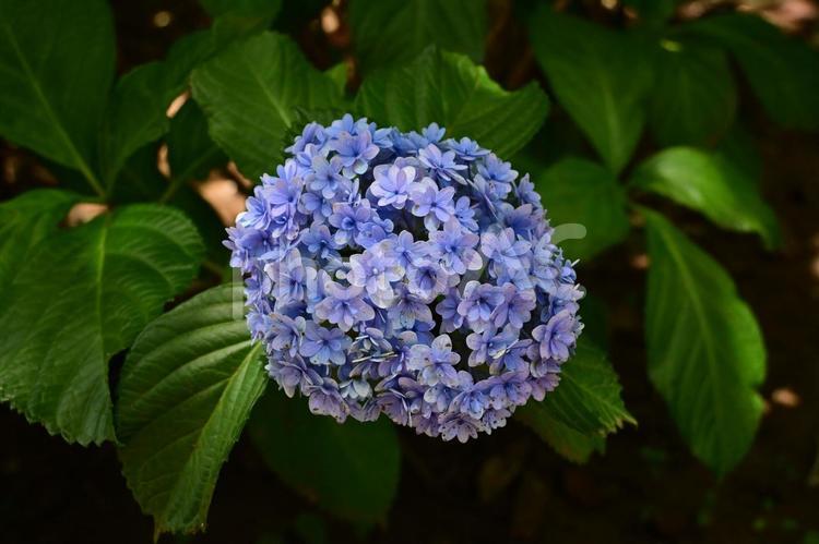 アジサイの手毬咲きの花房 紫陽花,花,アジサイの写真素材