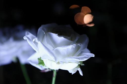 薔薇 薔薇の写真