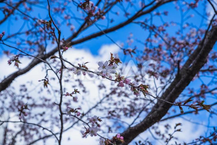 開花したばかりの桜の花 桜,花,春の写真素材