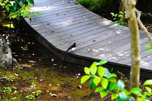 Boardwalk and birds, JPG Boardwalk and birds, JPG