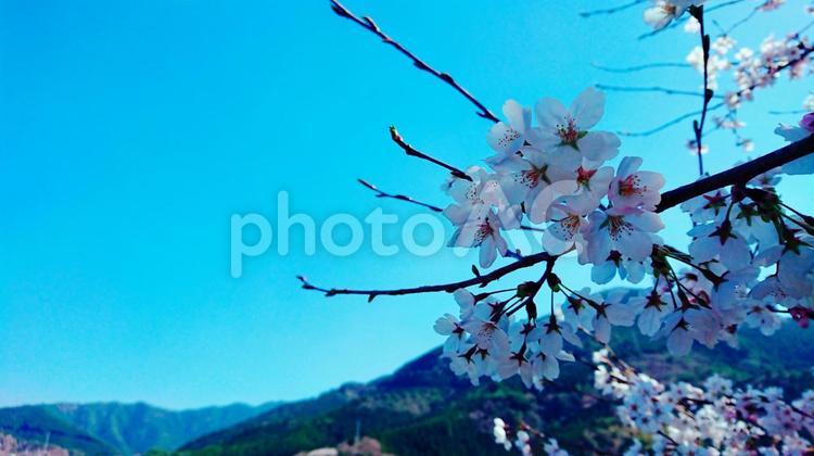 澄みわたる空と桜 桜,空,春の写真素材