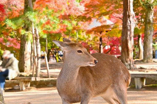 秋の奈良公園と鹿 奈良公園,鹿,シカの写真素材