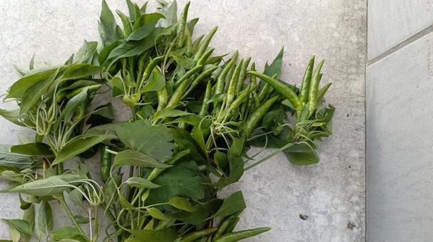 青い唐辛子を収穫しました 唐辛子,トウガラシ,とうがらしの写真素材