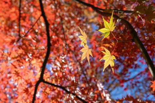 秋の気配・色づく紅葉 秋の気配・色づく紅葉の写真