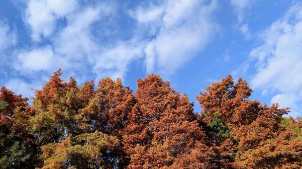 メタセコイアの紅葉 メタセコイア,秋,空の写真素材