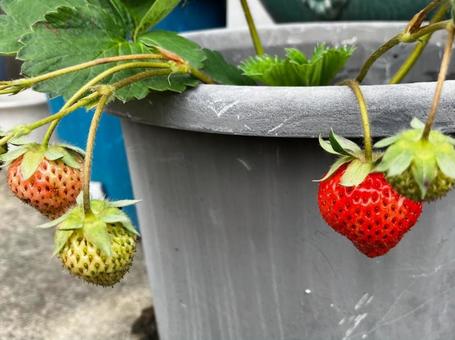 苺がなったの写真