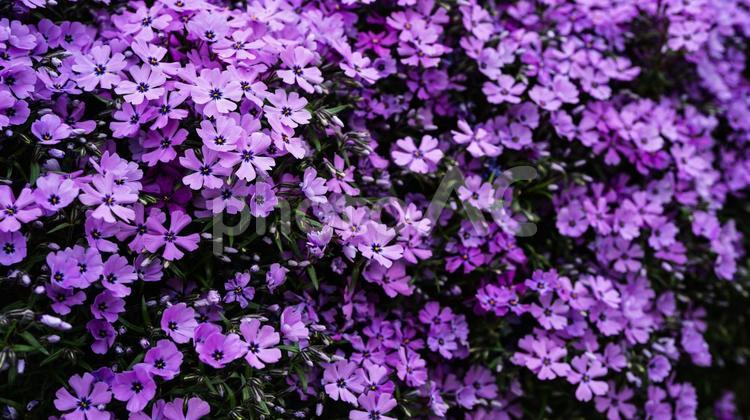 芝桜　紫色　マクロ撮影 芝桜,花の絨毯,フラワーフォトの写真素材