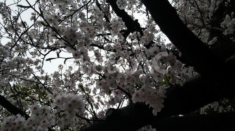 モコモコの桜 さくら,さくらふぶき,つぼみの写真素材
