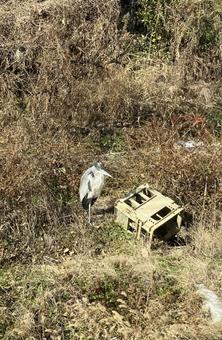 街中で出会った大きい鳥 街中で出会った大きい鳥の写真