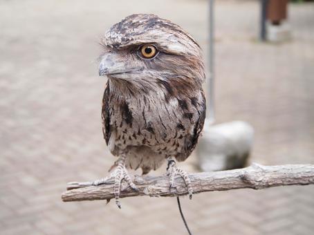フクロウ フクロウの写真