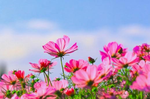 爽やかな青空と満開のコスモスの花 爽やかな青空と満開のコスモスの花 植物,花,コスモスの写真素材