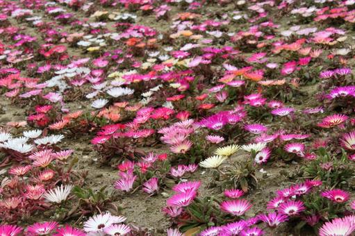 Photo, livingston daisy, blooming landscape, a flower, 